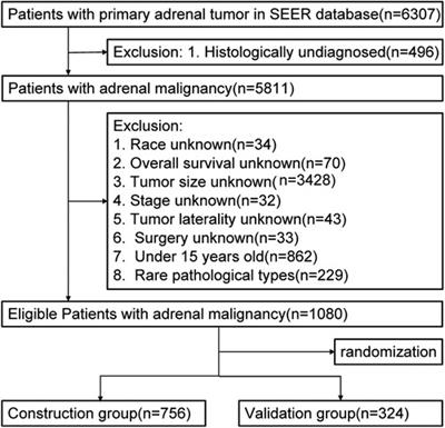 Construction and validation of a prognostic model for predicting overall survival of primary adrenal malignant tumor patients: A population-based study with 1,080 patients